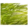 100g mixed green vitrigraph stringers, Bullseye Glass, for glass fusing
