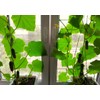 Indoor Cucumber F1 Self-Pollinating 10 Seeds