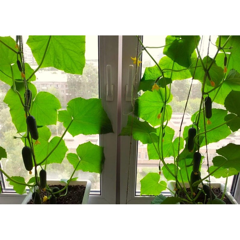 Indoor Cucumber F1 Self-Pollinating 10 Seeds