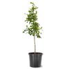 American Plant Exchange Shumard Oak Tree, 5 Gallon Pot, 3-4ft