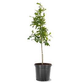 American Plant Exchange Shumard Oak Tree, 5 Gallon Pot, 3-4ft Tall, Outdoor Landscape Garden Plant, Live Plant, Shade Tree, Fast Growing and Hardy