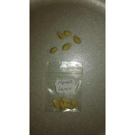 Meyer Lemon (5 Seeds)