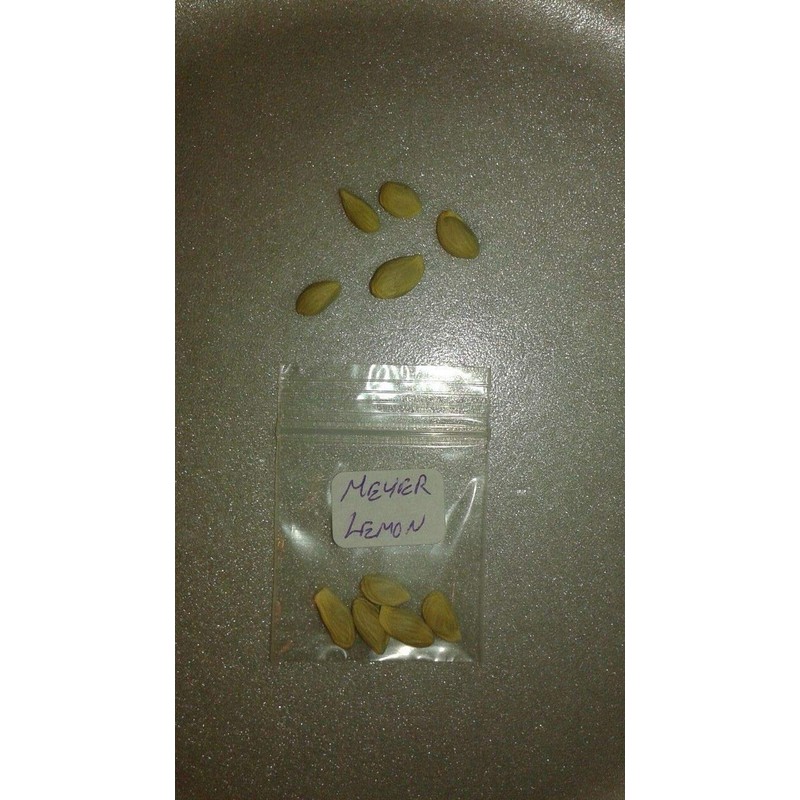 Meyer Lemon (5 Seeds)