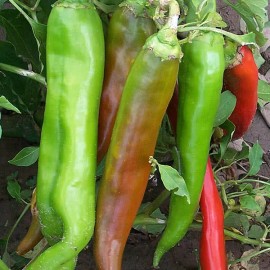 Southeast Seeds New Mexico Big Jim Chili Pepper Seeds, NuMex, Hatch, Ristra, FREE SHIPPING - 1000 Seeds or 1/4 OZ