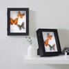IHEIPYE Insect Display Case Wall Mount Bug Display Case Collection