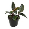 Live Philodendron 'Congo Red', Real Plant for Indoors, 8 in.