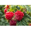 Pink-Raspberry easyWater Drink Powder, Sugar-free Flavour Powder for Refreshing Drinks,
