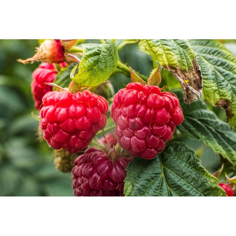 Pink-Raspberry easyWater Drink Powder, Sugar-free Flavour Powder for Refreshing Drinks,