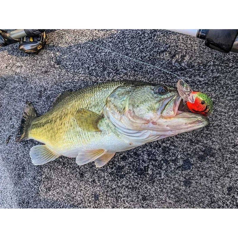 Bandit Series 200 Craw Some Bait, Multicolor