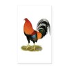 CafePress Gamecock Wheaten Rooster Rectangle Car Bumper Magnet
