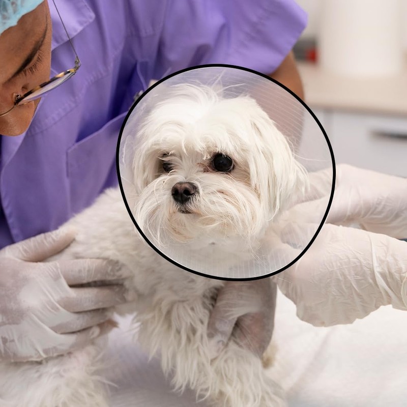 Medical Solution Collar Isabelino para Perro Talla 1 con 22