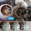duomitu 운남 보이차 전통방식으로 말린 좋은 차 고목보이차 Duomitu Yunnan