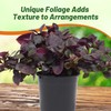 Outsidepride Alternanthera Purple Knight Seeds - 10 Pcs Purple Foliage,