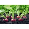 Radish Seeds Variety Pack for Planting – 4 Heirloom Varieties: