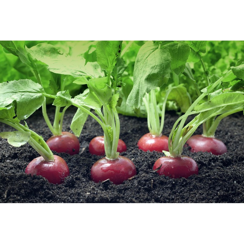 Radish Seeds Variety Pack for Planting – 4 Heirloom Varieties: