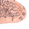 6.7in Ear Acupuncture Model Silicone Engraving Ear Massage Acupuncture Model