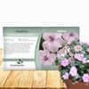 Outsidepride Impatiens Baby Pink Flower Seeds - 1000 Pcs Annual,