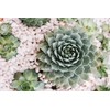 Hens & Chicks- 25 Seeds by OrginBud