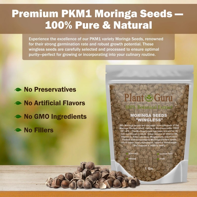 200 Moringa Oleifera Seeds 2 oz. WINGLESS Fresh Organic Semillas