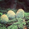 Naissance Cedarwood (Atlas) Essential Oil (No. 187) 50ml - Pure,