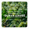 Dried Guava Leaves -5.2oz, Hojas De Guayaba, Premium Guava Leaves,