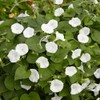 Outsidepride Moonflower Vine Plant Flower Seed - 1 LB