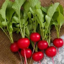 PAPAW'S GARDEN SUPPLY LLC. Helping The Next Generation Grow! Cherry Belle Radish Seeds, Non-GMO, 1 Pack of 300 Vegetable Seeds
