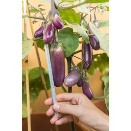 Slim Purple Eggplant Seeds, 50+ Seeds Per Packet, (Isla's Garden Seeds), Non GMO Seeds, Botanical Name: Solanum melongena, Great Home Garden Gift