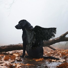 Onmygogo Funny Pet Reindeer Moose Costumes for Dog, Cute Furry Pet Wig for Halloween Christmas, Pet Clothing Accessories