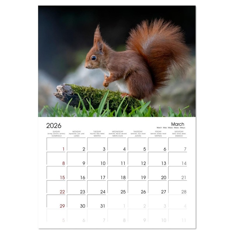 Squirrels - Tiny Explorers (Monthly Wall Calendar 2026 16.5" x