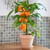 Park Seed Minis Fresh Bites Orange Sweet Pepper Seeds –