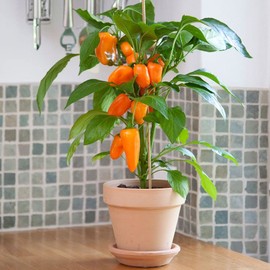 Park Seed Minis Fresh Bites Orange Sweet Pepper Seeds – Compact Edible Potted Pepper for Containers, Thick-Walled Snack Variety, Heavy Yields, Sweet Flavor, Indoor or Outdoor – Pack of 10 Seeds