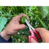 Ars Corporation YS-38 Vegetable Harvesting Shears, Round End, Stainless Steel