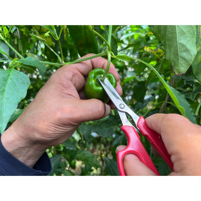 Ars Corporation YS-38 Vegetable Harvesting Shears, Round End, Stainless Steel