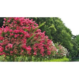 Pixies Gardens Ruby Flame Crape Myrtle Tree, Vibrant Pink Flowering, 15-20 ft Mature Height, Summer Blooming Ornamental (2 Gallon/Potted/Single Plant)