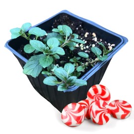 Organic Mint Plant, Peppermint Plant, (Mentha piperita) in 2.5-inch Pot - Excellent for Tea, Perennial Herb, Companion Plant
