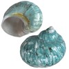 iao.v.p 2pcs XXL Hermit Crab Shells, Natural Sea Conch, Green,