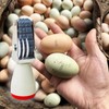Homvik Egg Date Stamp for Fresh Eggs, Rubber Egg Stamper,