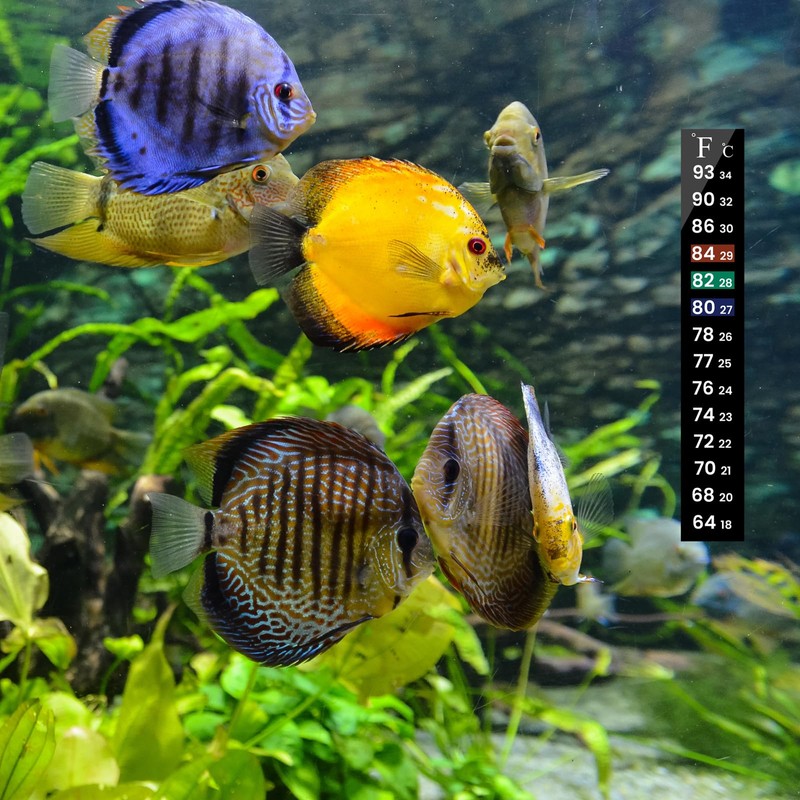AQUANEAT 6 PCS Aquarium Thermometer Strips, Fish Tank Thermometer Sticker,
