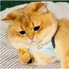 fnqiank 10 PCS Mini Hands for Cats，Small Hands Tiny Folded