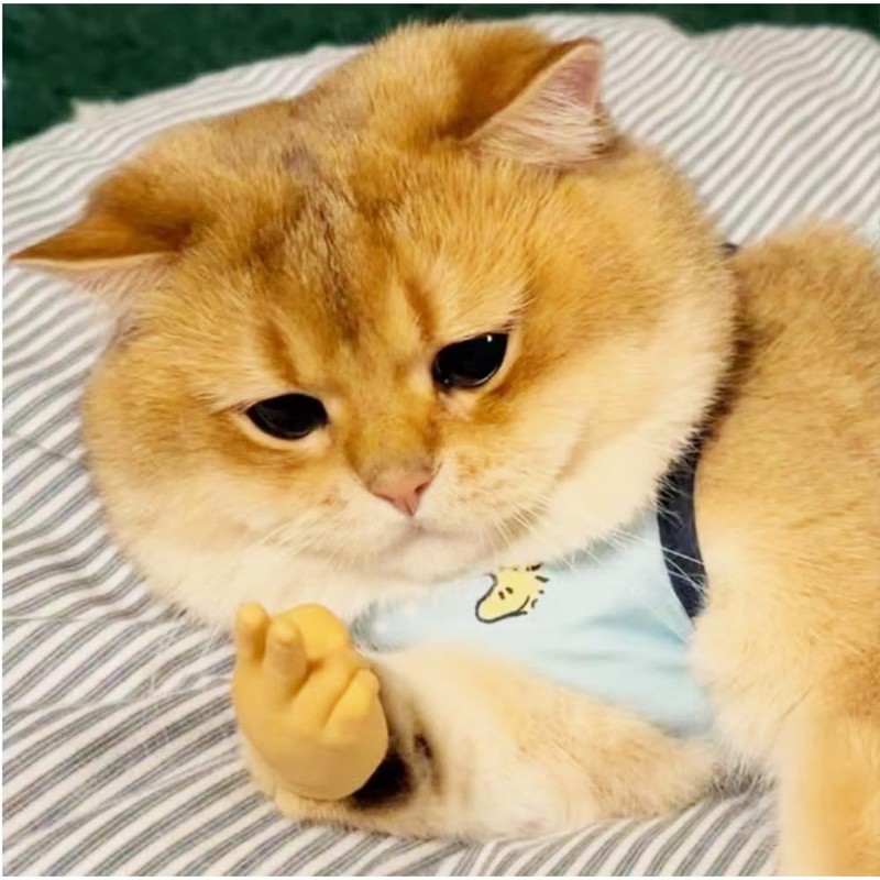 fnqiank 10 PCS Mini Hands for Cats，Small Hands Tiny Folded