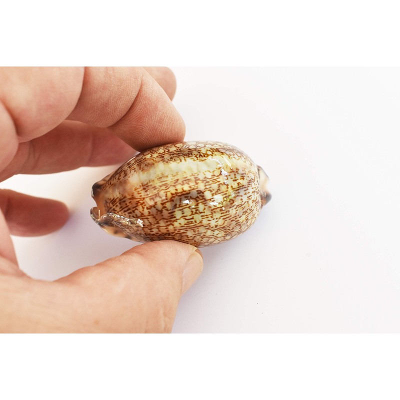 6 Beautiful Arabian Cowrie Shells (Cypraea Arabica) About 2" Beach