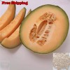 Treevale Hales Best Jumbo Cantaloupe Seeds, Hale’s Best Melon seeds,