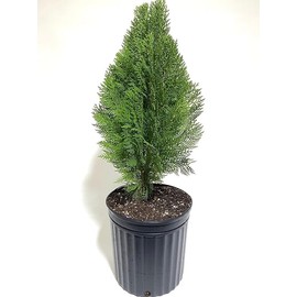 Blue Cone Arborvitae | Thuja Orientalis Cypress Evergreen Live Garden Plant | Air Purifying, Low Maintenance Tree with Blue-Green Foliage for Hedges and Landscapes (1gal Pot, 2-3ft)