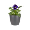 elho Brussels Round Mini 10.5 - Flower Pot for Indoor