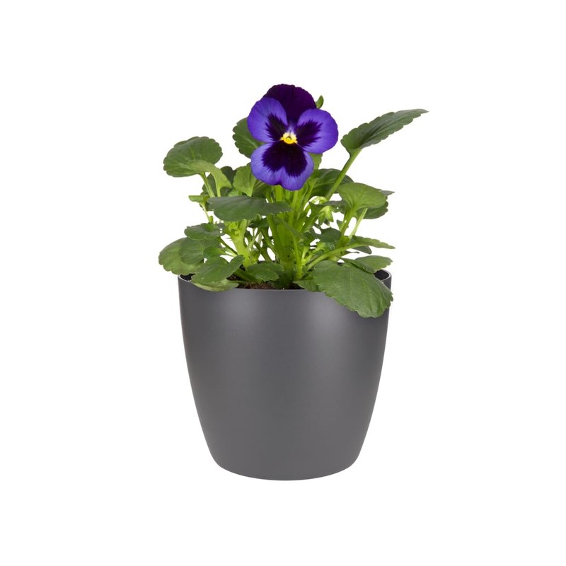 elho Brussels Round Mini 10.5 - Flower Pot for Indoor