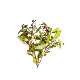 Bondi Wash - Hand Lotion - Tasmanian Pepper & Lavender