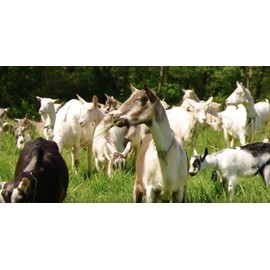 GOAT GHEE A2/A2 BY GOLD NUGGET GHEE, FULL-YEAR/PASTURE-RAISED, GRASS-FED, KETO & PALEO 8oz