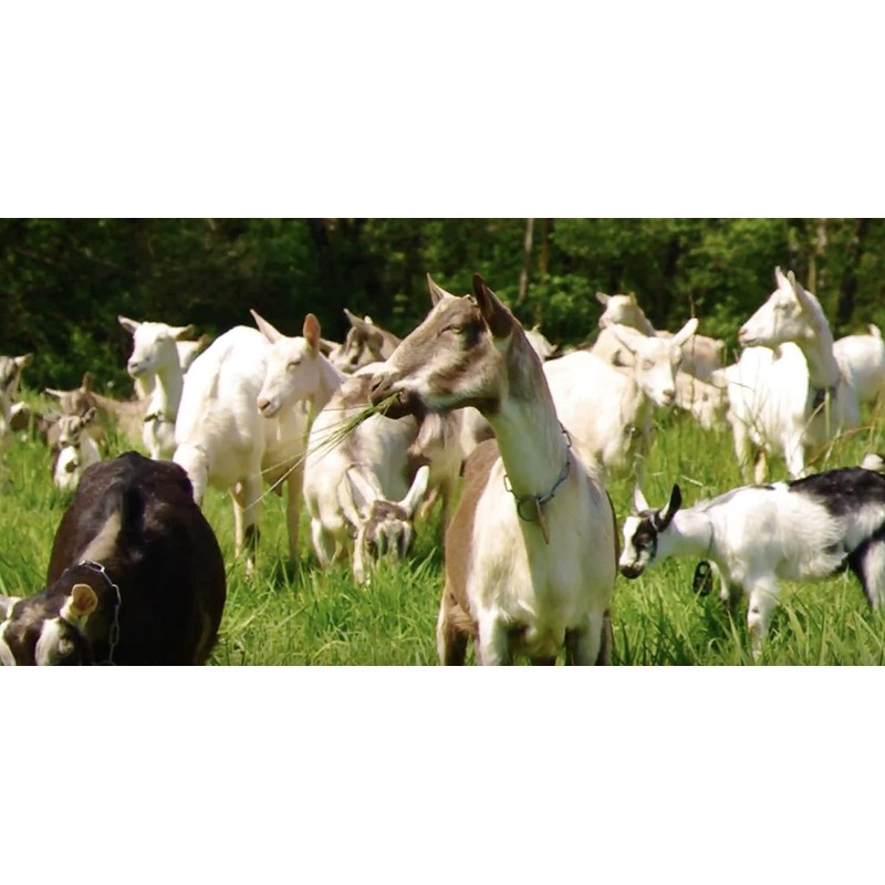 GOAT GHEE A2/A2 BY GOLD NUGGET GHEE, FULL-YEAR/PASTURE-RAISED, GRASS-FED, KETO