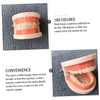 ULTECHNOVO Standard Teeth Supplies for Oral Education for Preschoolers to